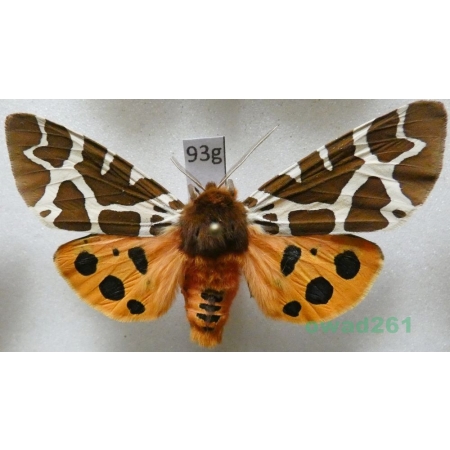 Arctia caja (Linnaeus, 1758) Niedźwiedziówka kaja male Poland93g